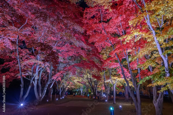 Obraz 紅葉の香雪園ライトアップ