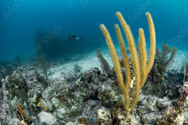 Obraz diver and wreck