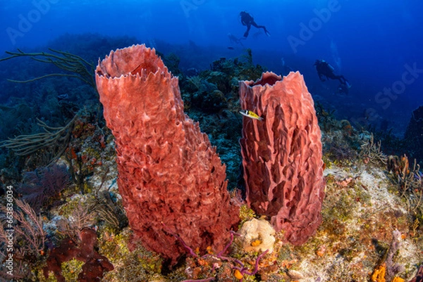 Obraz Sponges and divers