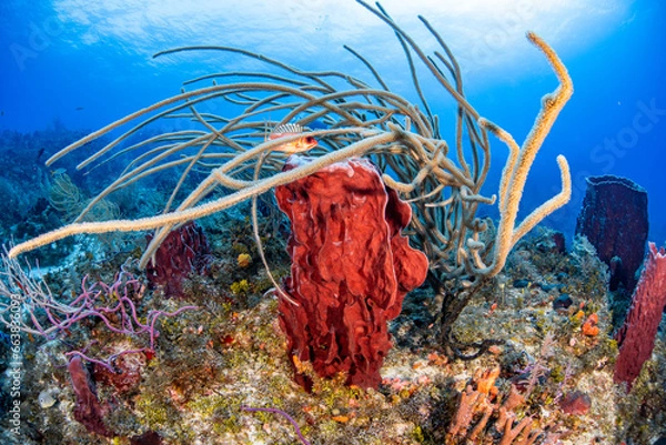 Obraz Little fish hiding