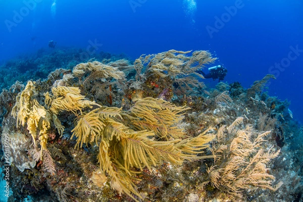 Obraz Soft coral and diver