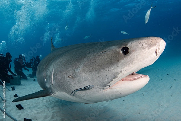 Obraz tiger shark closeup and divers