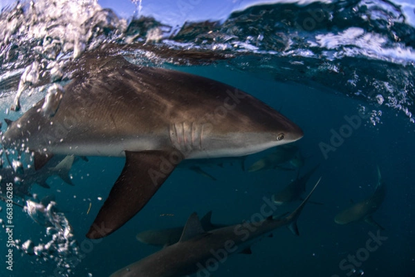 Obraz sharks at the surface