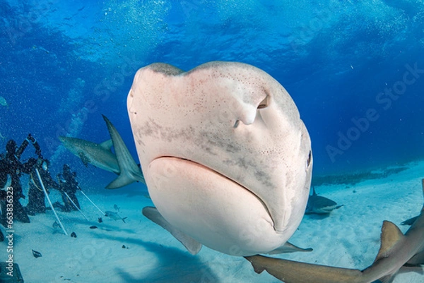 Obraz tiger shark closeup