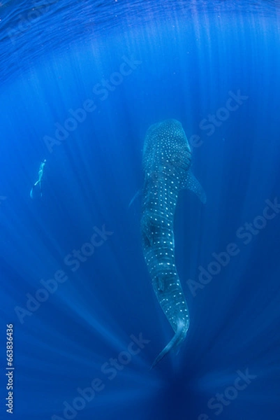 Obraz The girl and the whale shark