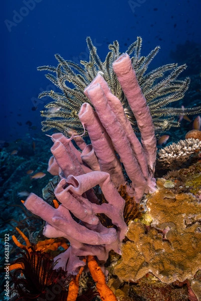 Obraz Sea sponges