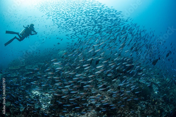 Obraz A diver surrounded by fish