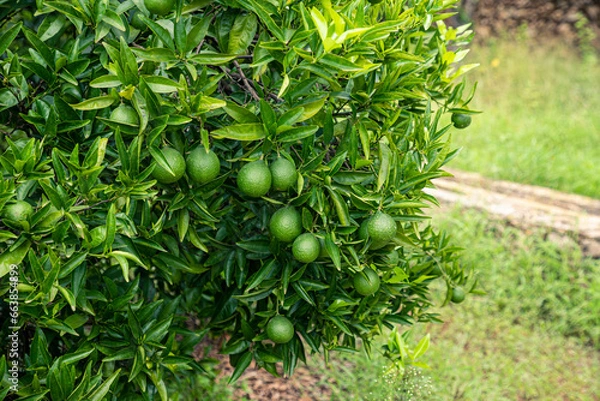 Fototapeta oranges in the process of ripening, fruits on the tree