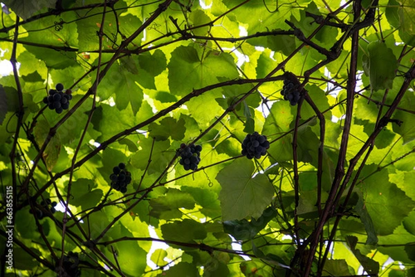 Obraz bunches of grapes hanging on the vine, agriculture in the middle of the city