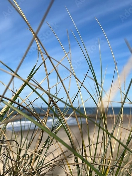 Obraz Sea view through beach grass