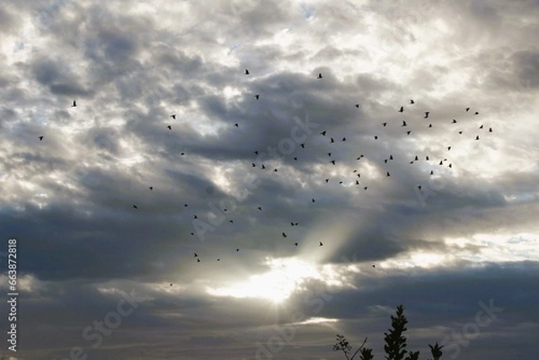 Obraz Envolée lumineuse