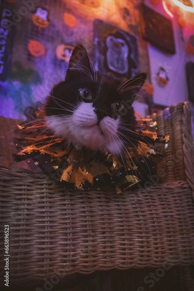 Obraz Gato negro y blanco pelo largo sesión temática de Halloween en estudio de neones