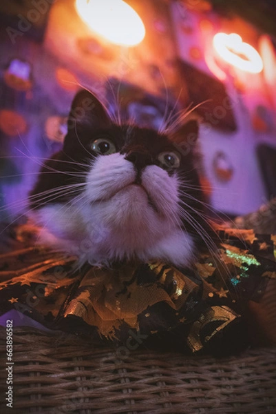 Obraz Gato negro y blanco pelo largo sesión temática de Halloween en estudio de neones