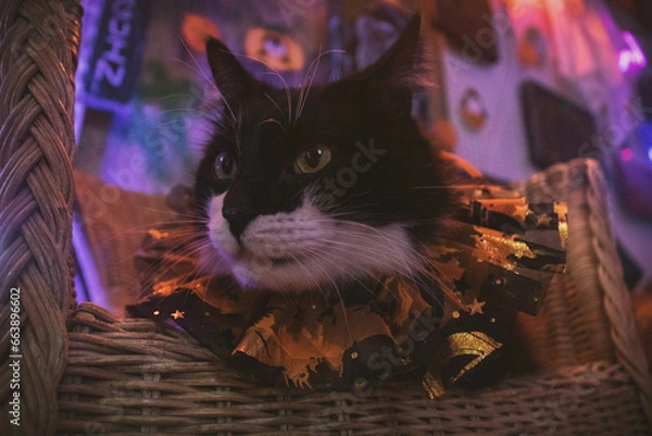 Obraz Gato negro y blanco pelo largo sesión temática de Halloween en estudio de neones