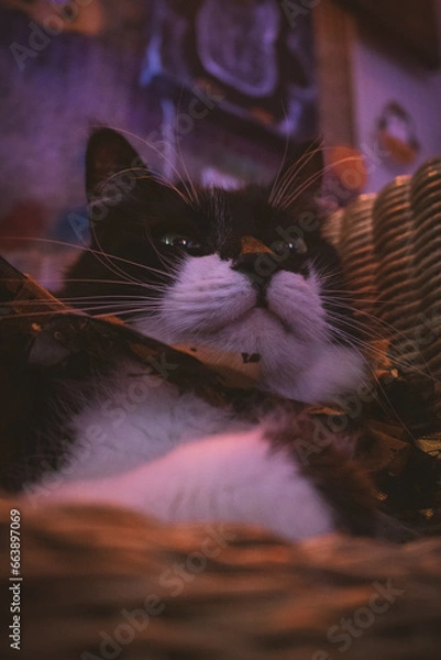 Obraz Gato negro y blanco pelo largo sesión temática de Halloween en estudio de neones