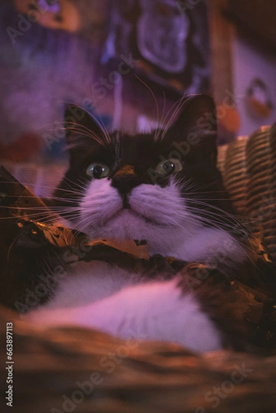 Obraz Gato negro y blanco pelo largo sesión temática de Halloween en estudio de neones