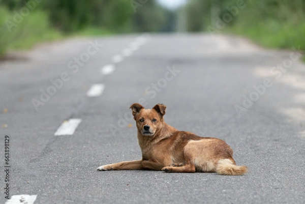 Fototapeta A lonely dog, without a breed, attentive and wary, is in the middle of an asphalt road. Eyes, eyes, ears, paws, tail. Road markings