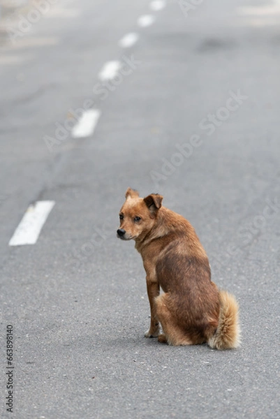 Fototapeta A lonely dog, without a breed, attentive and wary, is in the middle of an asphalt road. Eyes, eyes, ears, paws, tail. Road markings