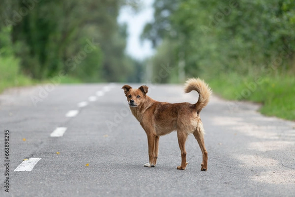 Fototapeta A lonely dog, without a breed, attentive and wary, is in the middle of an asphalt road. Eyes, eyes, ears, paws, tail. Road markings