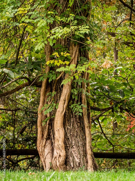 Fototapeta tree in the woods