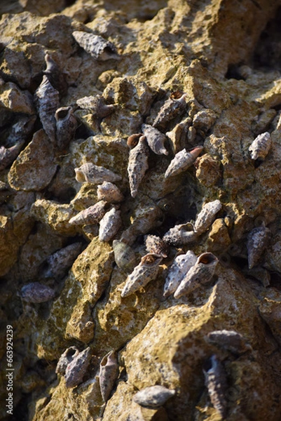 Fototapeta Küste Kroatien
