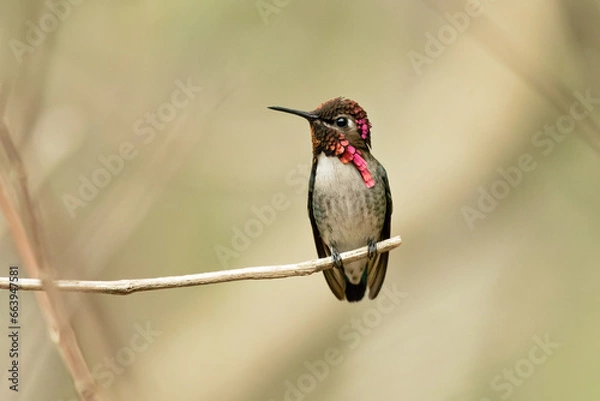 Fototapeta Bee hummingbird, zunzuncito or Helena hummingbird (Mellisuga helenae). It is the world's smallest bird