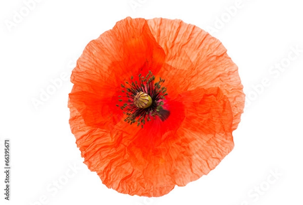 Fototapeta red poppy isolated