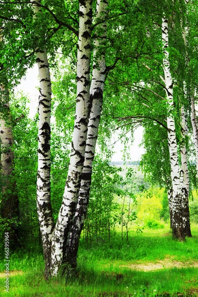 Obraz forest birch