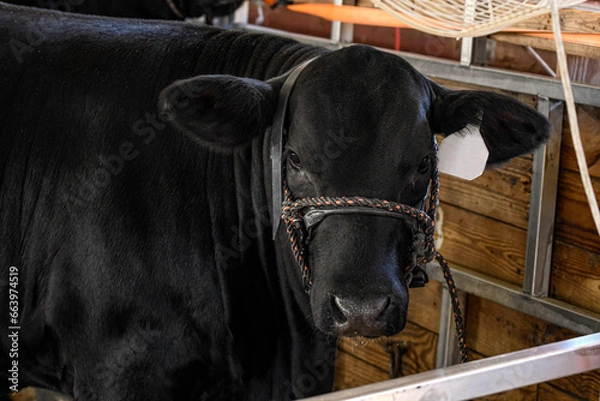 Obraz Angus show heifer in barn