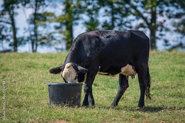 Obraz Black baldy heifer eating from a supplement tub