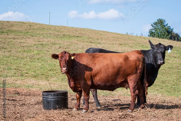 Obraz Commercial beef cows near supplement tub