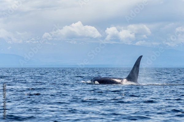 Obraz Orca whale or killer whale