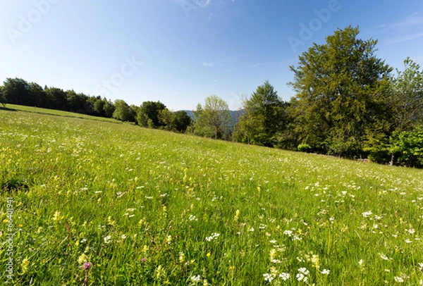 Obraz Pré fleuri en montagne