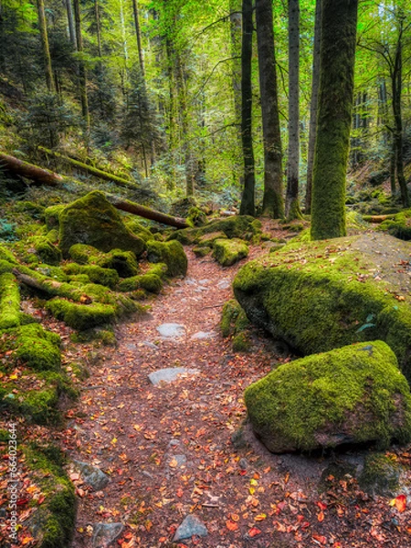 Fototapeta path in the forest