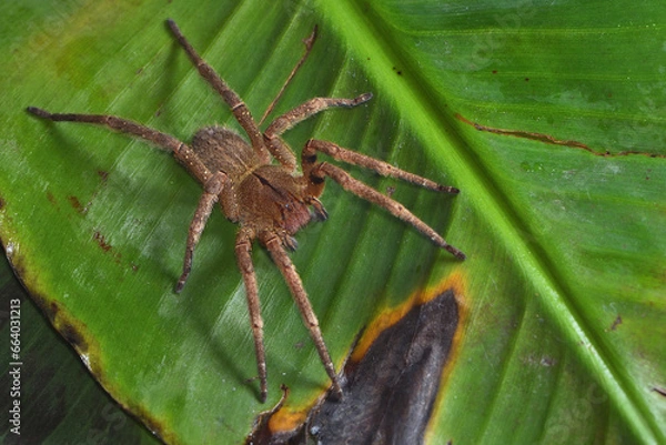 Fototapeta Closeup of the infamous Brazilian wandering or banana spider Phoneutria nigriventer (Araneae: Ctenidae), a medically important spider photographed on a green banana leaf.