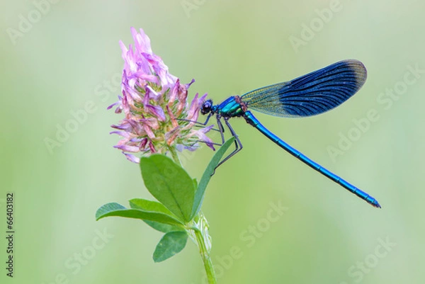 Obraz Zespół Demoiselle