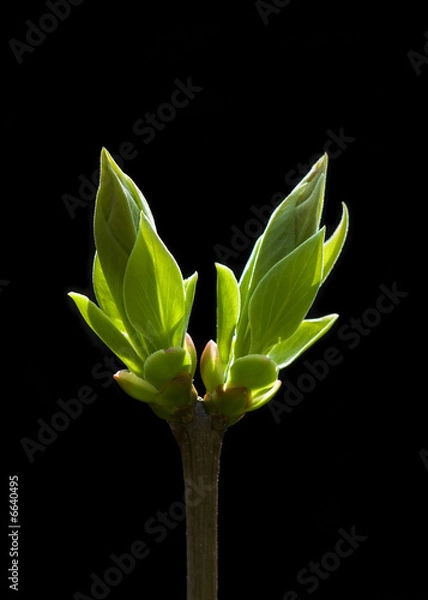 Obraz V is for Victory