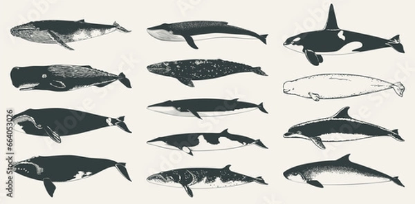 Fototapeta Set of isolated vector whales. Collection of hand drawn cetaceans silhouettes.