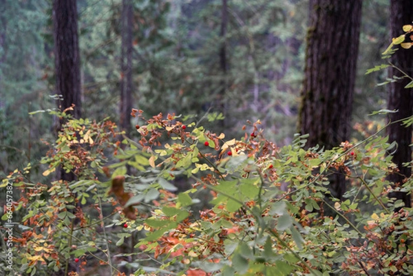 Obraz autumn in the forest