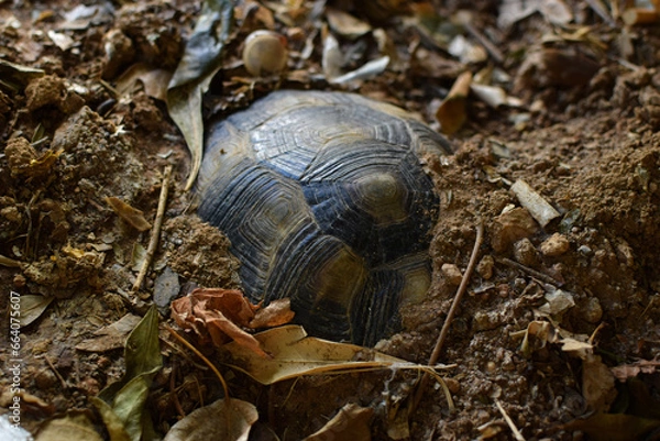 Fototapeta turtle hibernating cold winter
