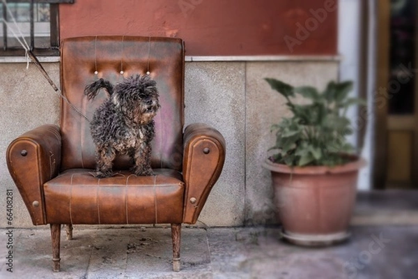 Obraz Perro en sillón