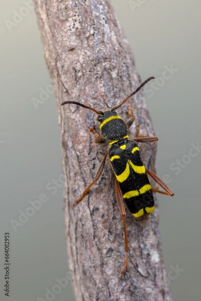 Fototapeta a longhorn beetle called Clytus arietis