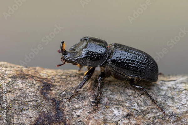 Fototapeta a beetle called Sinodendron cylindricum