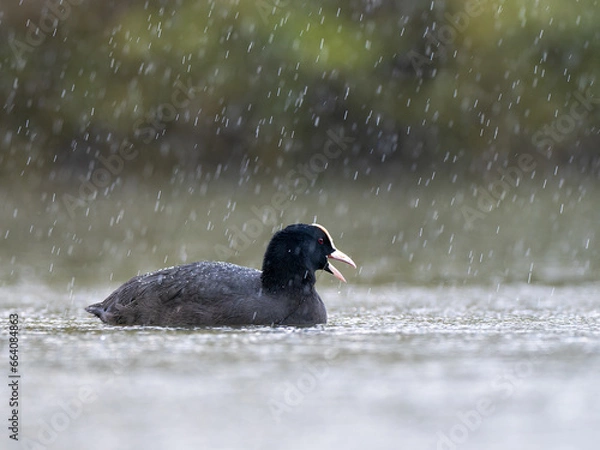Obraz Coot in the rain