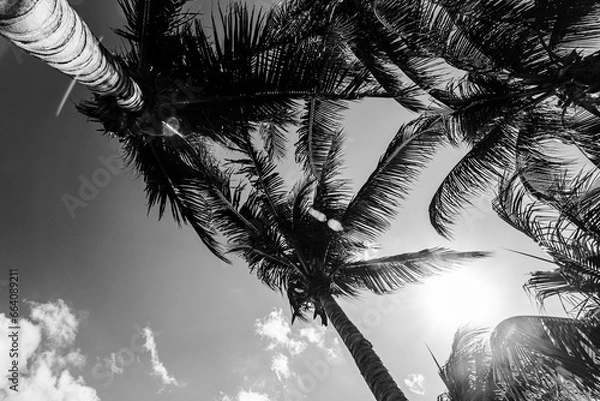 Fototapeta palm tree silhouette