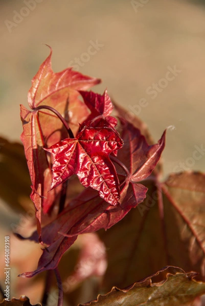 Obraz red rose on the ground
