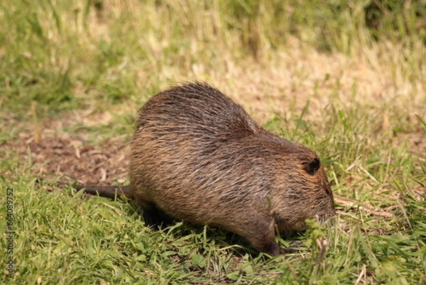 Fototapeta otter lutra