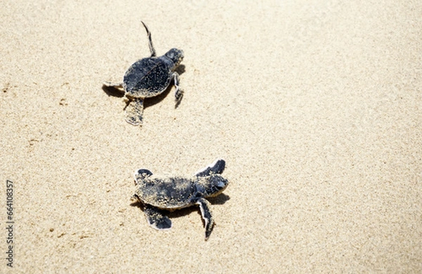 Obraz little turtle on beach