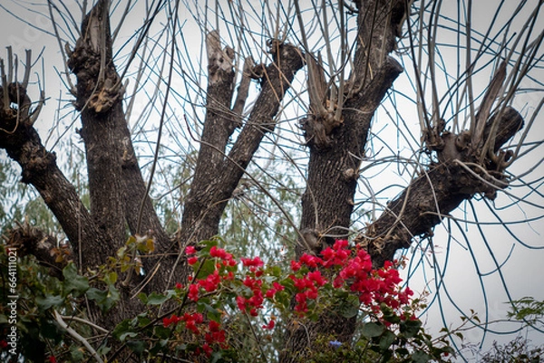 Obraz flowers on a tree on winter