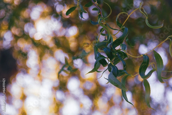 Obraz autumn leaves background